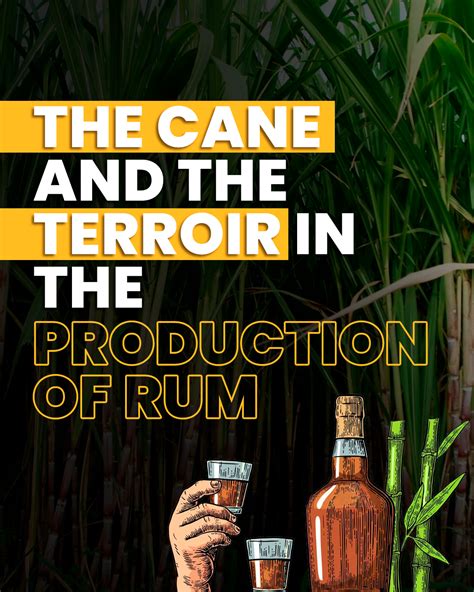 Loi the rum solier